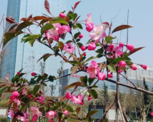 云南樱花