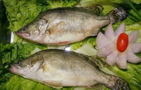 桂花鱼 鮨科鳜属动物 搜狗百科