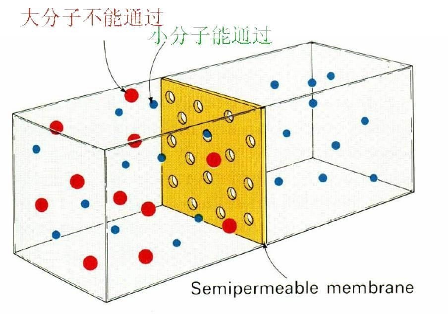 半透膜演示