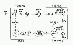 内分泌干扰素