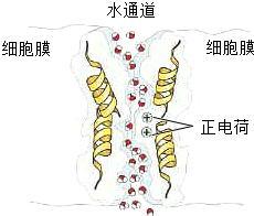 世界第一张细胞膜水通道蛋白的高清晰立体照