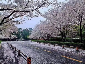 武大樱花