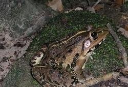 虎纹蛙
