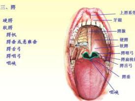 软腭