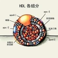 高密度脂蛋白