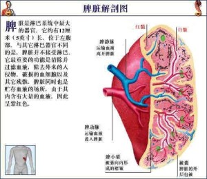 红髓的主要功能是过滤和储存血液,由脾索及血窦组成,但因为其不含输入