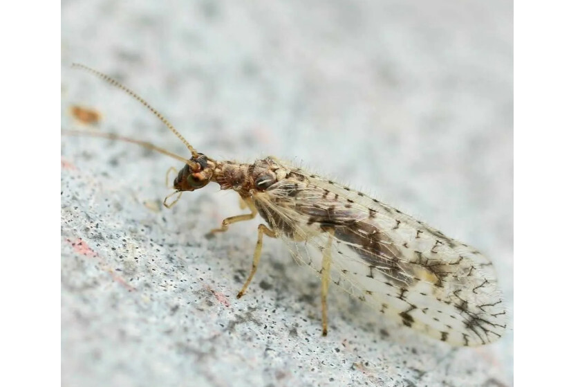 脉翅目 搜狗百科