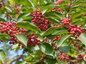 红果冬青