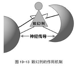 致幻剂作用机制