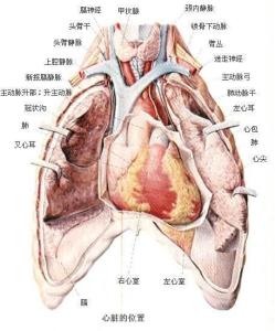 心脏