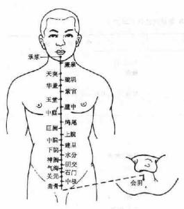 心窝的位置图片