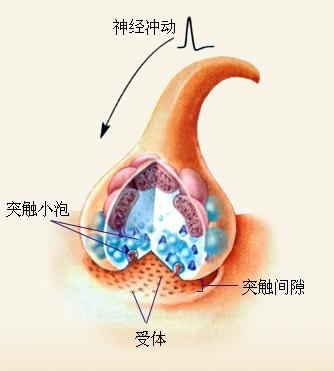 反射弧有几个神经元 0