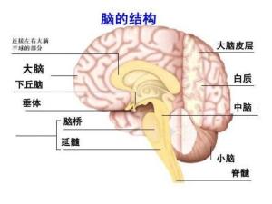 下丘脑