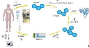 BA细胞免疫治疗