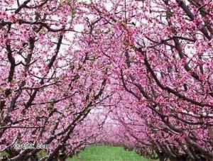 平谷桃花