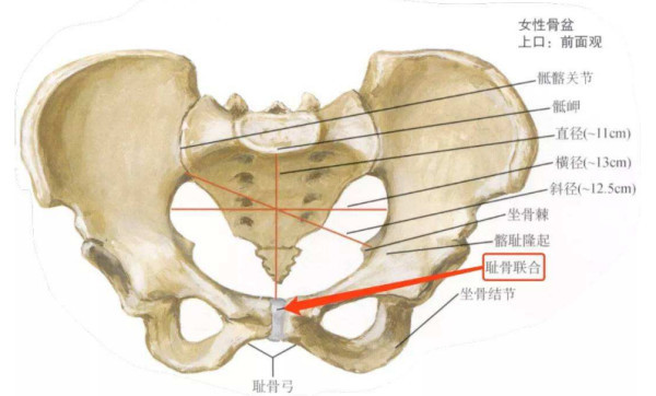 耻骨联合 由耻骨联合面藉纤维软骨连接而成的结构 搜狗百科