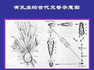 世代交替