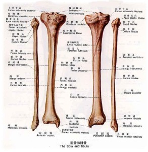 胫骨 骨头类型 搜狗百科