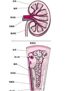 补肾图册