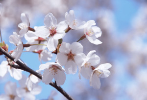 樱花