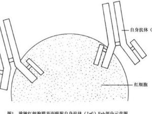 Coombs试验