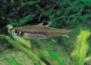 rasbora界動物界拉丁學名rasbora dorsiocellata二名法眼斑波魚目錄1