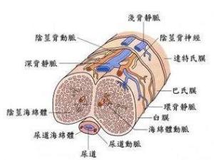 阴茎背神经阻断术