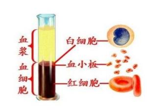 血液的组成