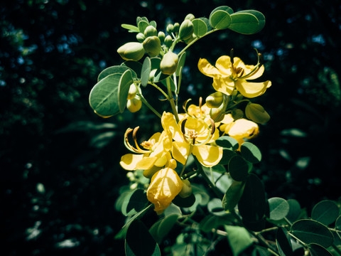 决明