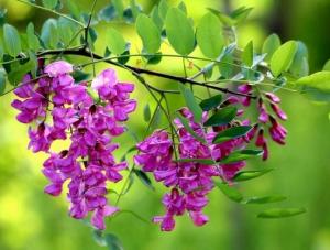 图2 满枝的香花槐