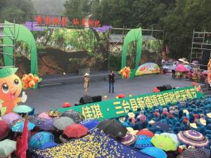 枇杷节