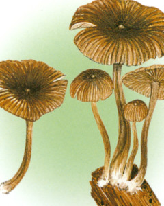 条盖盔孢伞 - 搜狗百科