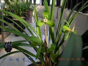 新春梅（苏州春一品）