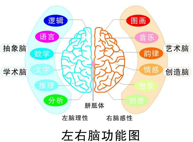 右腦思維屬於感性思維方式,因為右腦負責圖畫,音樂,韻律,情感等分工.