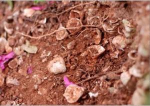 葫芦岭有一处属新石器晚期贝丘遗址