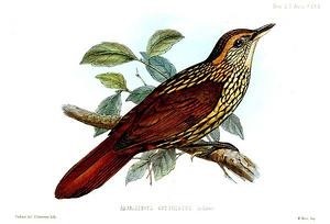 蛇属于什么种类的动物英文 300