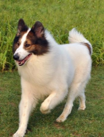 苏格兰牧羊犬
