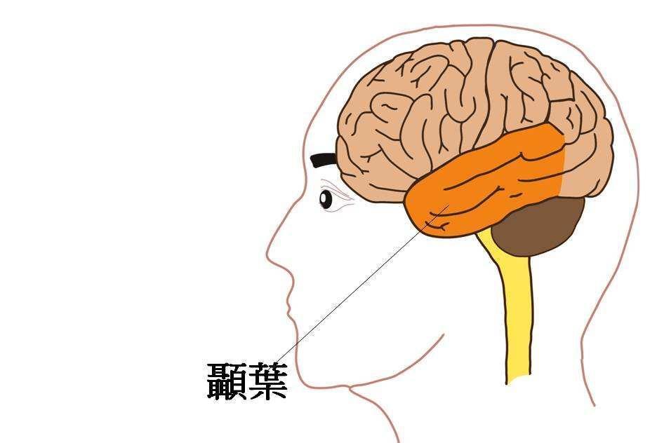 颞叶(人体结构)_搜狗百科