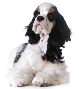 美国可卡犬