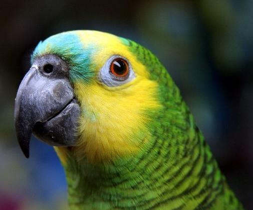 蓝顶亚马逊鹦鹉