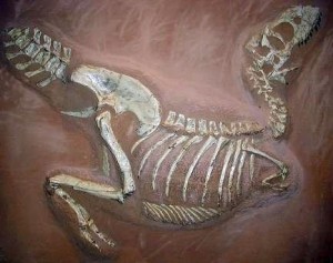 位于德国明斯特的大学地理与古生物学博物馆