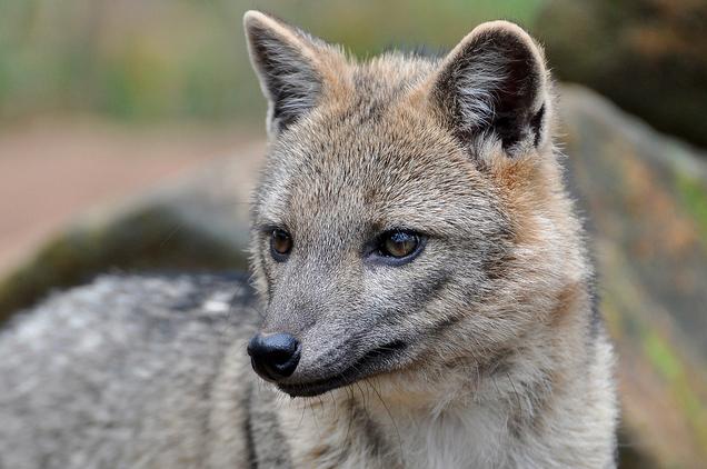 极狐是什么动物 0