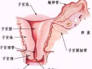外阴溃疡