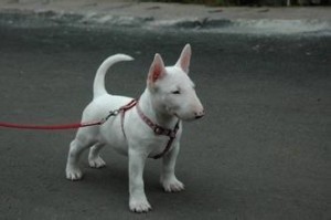 梗犬