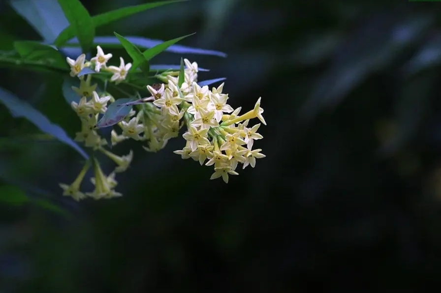 夜香树