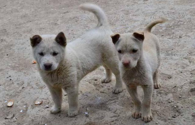 中华田园犬