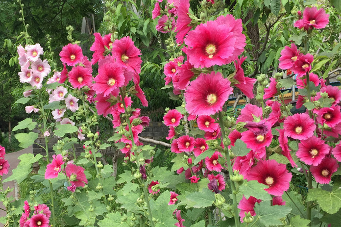 花葵 锦葵科花葵属植物 搜狗百科