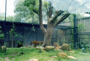 生态猛兽笼
