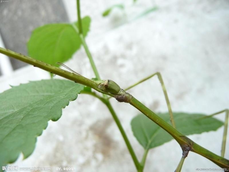 竹节虫 有翅亚纲竹节虫目昆虫 搜狗百科