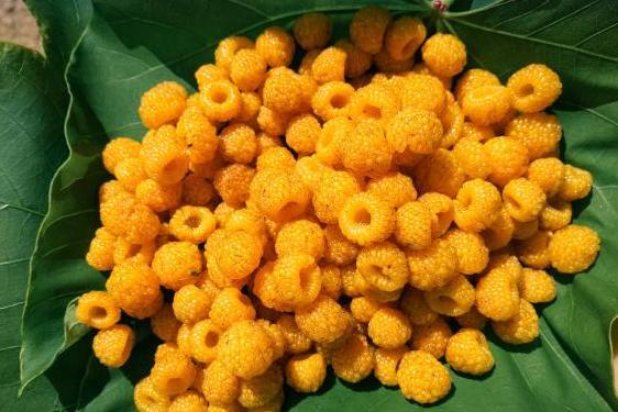 黄泡(蔷薇科悬钩子属植物)_搜狗百科
